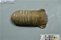 藏品(詹姆士深水虱)的圖片